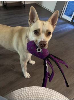 Honey Bunny -  Husky and Pit Bull Terrier Dog for Adoption in Tucson, Arizona - Honey Bunny | PetCurious