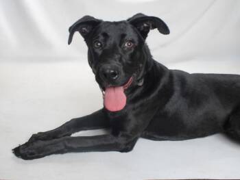 Rescue Labrador Retriever and Mixed Breed Dogs for Adoption in Burbank, California - PETUNIA | PetCurious