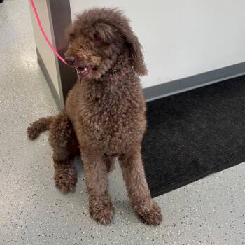 Milo -  Standard Poodle and None Dog for Adoption in Galax, Virginia - Milo | PetCurious