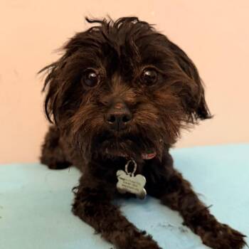 Yorkshire Terrier and Affenpinscher Dogs Available for Adoption - Coco | PetCurious