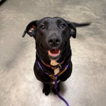Samantha -  Mixed Breed Dog for Adoption in Dekalb, Illinois - Samantha | PetCurious
