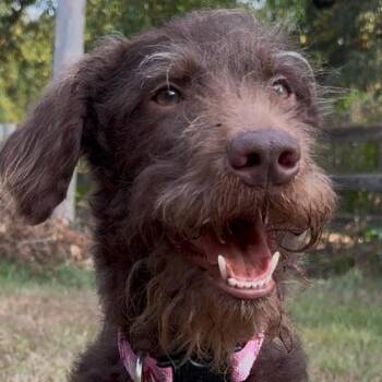 Jersey -  Chocolate Labrador Retriever and Poodle Dog for Adoption in Little Rock, Arkansas - Jersey | PetCurious