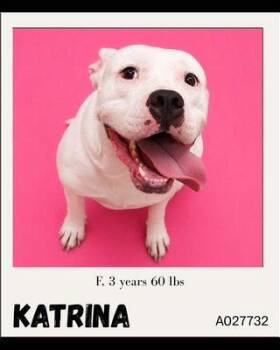 Katrina -  Pit Bull Terrier Dog for Adoption in Charlotte, Michigan - Katrina | PetCurious