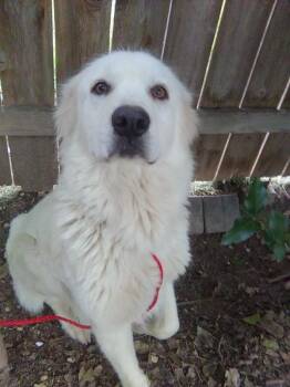Great Pyrenees Dogs Available for Adoption in Spring, Texas - Princess | PetCurious