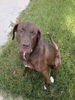 RED WING BLACK BIRD -  Labrador Retriever and Mixed Breed Dog for Adoption in Chester, South Carolina - RED WING BLACK BIRD | PetCurious