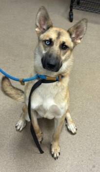 Tipperary -  Mixed Breed Dog for Adoption in Chamblee, Georgia - Tipperary | PetCurious