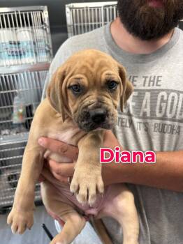 Diana -  Mixed Breed Dog for Adoption in Union Beach, New Jersey - Diana | PetCurious