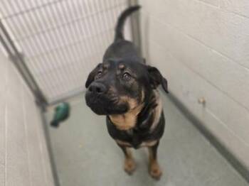 German Shepherd Dog and Mixed Breed Dogs Available for Adoption - Bruce | PetCurious