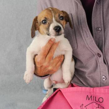 FINNICK -  Chihuahua and Terrier Dog for Adoption in Richmond, California - FINNICK | PetCurious