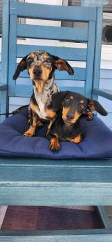 Bluebell -  Dachshund Dog for Adoption in Torrance, California - Bluebell | PetCurious