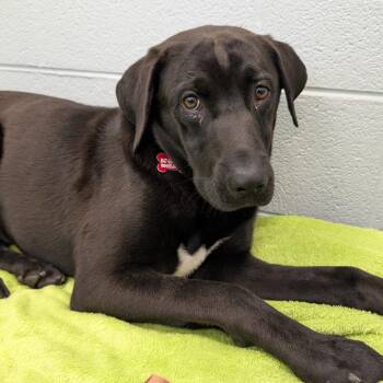 Black Labrador Retriever and Mixed Breed Dogs Available for Adoption in Wheeling, Illinois - Loki | PetCurious