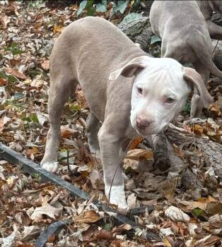 Rescue Pit Bull Terrier Dogs for Adoption - Dee Dee | PetCurious