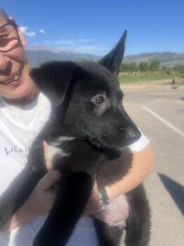Rilee -  Shepherd Dog for Adoption in Colorado Springs, Colorado - Rilee | PetCurious