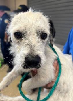 A1913804 -  Terrier and Mixed Breed Dog Available for Adoption in Blythe, California - A1913804 | PetCurious