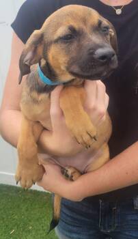 Isabella Pup - Carmen -  Dachshund and Labrador Retriever Dog Available for Adoption in Pompano Beach, Florida - Isabella Pup - Carmen | PetCurious
