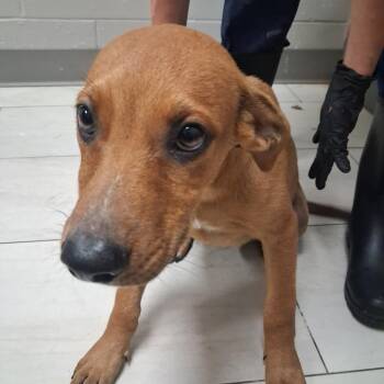 Darby -  Mixed Breed Dog for Adoption in Lufkin, Texas - Darby | PetCurious