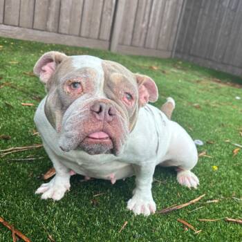 Honey Bun AKA Butter Bean 0634 -  English Bulldog Dog for Adoption in Loxahatchee Groves, Florida - Honey Bun AKA Butter Bean 0634 | PetCurious