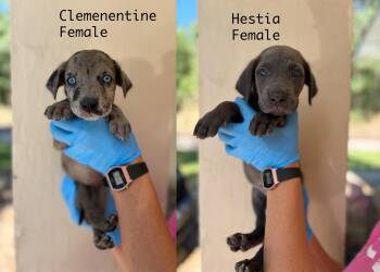 Pre-Adopt Great Dane Litter -  Great Dane Dog for Adoption in Lucedale, Mississippi - Pre-Adopt Great Dane Litter | PetCurious