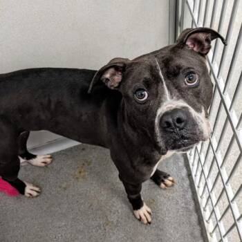 Boxer Dogs Available for Adoption in Des Moines, Iowa - Jimmy | PetCurious