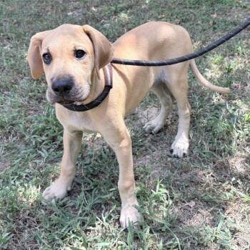 Clementine-5331 -  Great Dane and Boerboel Dog for Adoption in Tyler, Texas - Clementine-5331 | PetCurious