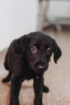 95159a Clover -  Labrador Retriever and Mixed Breed Dog for Adoption in North Charleston, South Carolina - 95159a Clover | PetCurious