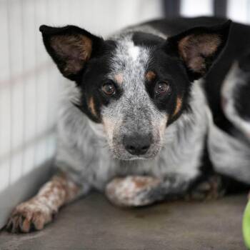 Sassy (JY26-121) -  Australian Cattle Dog Blue Heeler and Mixed Breed Dog for Adoption in Peyton, Colorado - Sassy (JY26-121) | PetCurious