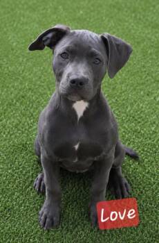 Love -  American Staffordshire Terrier Dog for Adoption in Cochran, Georgia - Love | PetCurious