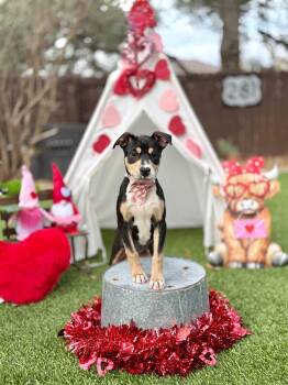 Terrier Dogs Available for Adoption - Everly  | PetCurious