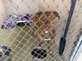 Bruno -  Pit Bull Terrier and Mixed Breed Dog for Adoption in Woodbury, Minnesota - Bruno | PetCurious