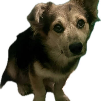 Rescue Cardigan Welsh Corgi Dogs for Adoption in Kanab, Utah - Alice | PetCurious