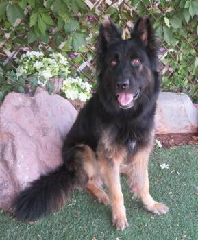 ELI -  German Shepherd Dog Dog for Adoption in Oklahoma City, Oklahoma - ELI | PetCurious