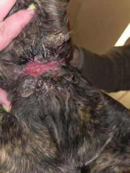 Cane Corso and Mixed Breed Dogs Available for Adoption in South Bend, Indiana - Nyx | PetCurious