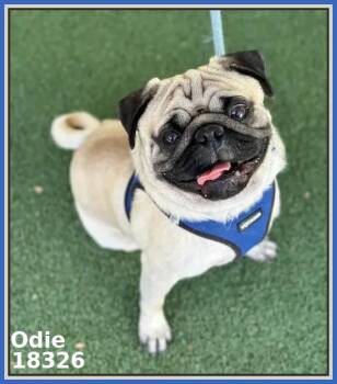 Pug Dogs Available for Adoption in Marietta, Georgia - ODIE | PetCurious