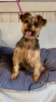 Poot -  Yorkshire Terrier and Maltese Dog for Adoption in Fort Worth, Texas - Poot | PetCurious