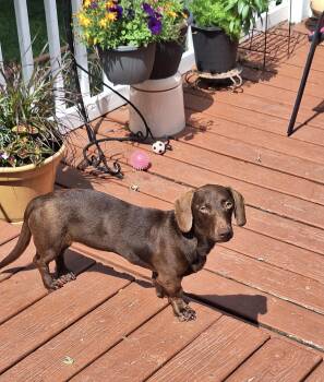Bonnie -  Dachshund Dog for Adoption in Madison, Wisconsin - Bonnie | PetCurious