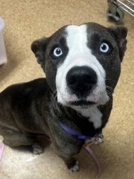 Adaline -  American Staffordshire Terrier and Mixed Breed Dog for Adoption in San Antonio, Texas - Adaline | PetCurious