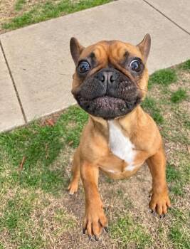 Minnie Frenchie -  French Bulldog Dog for Adoption in Princeton, Massachusetts - Minnie Frenchie | PetCurious