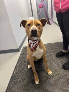 Terrier Dogs Available for Adoption - Sylvester  | PetCurious