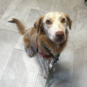 Rebecca Welton -  Retriever Dog for Adoption in Chicago, Illinois - Rebecca Welton | PetCurious