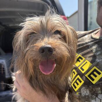 Miguel -  Yorkshire Terrier Dog for Adoption in Columbia, South Carolina - Miguel | PetCurious