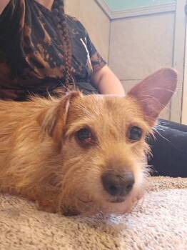 Wirehaired Terrier Dogs Available for Adoption in Hummelstown, Pennsylvania - Axel | PetCurious