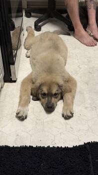 Great Pyrenees and Anatolian Shepherd Dogs Available for Adoption - Bane | PetCurious