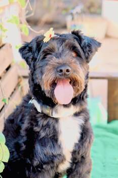 Nevaeh -  Schnoodle Dog for Adoption in San Diego, California - Nevaeh | PetCurious