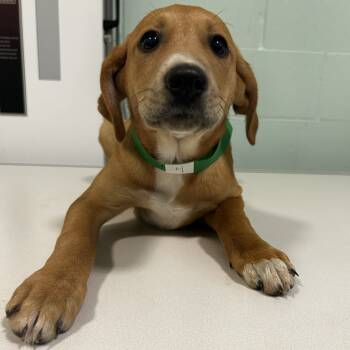 Rescue Labrador Retriever and Hound Dogs for Adoption in Cabot, Arkansas - (Found) Twinkie | PetCurious