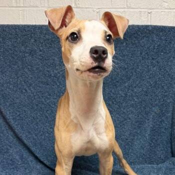 Tangerine -  Pit Bull Terrier Dog for Adoption in Waterloo, Iowa - Tangerine | PetCurious