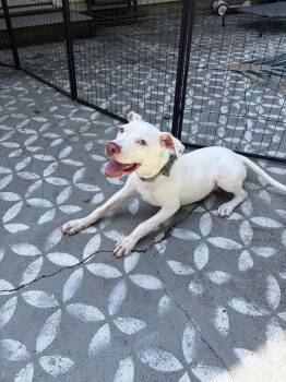 Kai -  Pit Bull Terrier Dog for Adoption in Pottstown, Pennsylvania - Kai | PetCurious