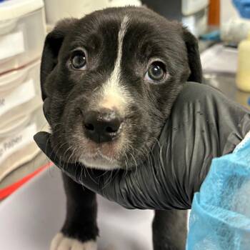 Alien -  Labrador Retriever and Mixed Breed Dog for Adoption in Yuma, Arizona - Alien | PetCurious