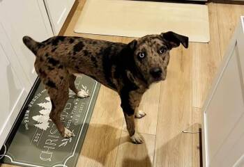 Catahoula Leopard Dog Dogs Available for Adoption - Dasher | PetCurious