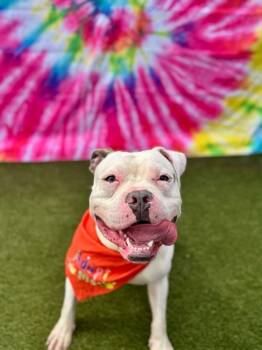 Leonidas -  Mixed Breed Dog for Adoption in Cincinnati, Ohio - Leonidas | PetCurious