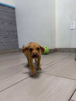 Spike - P -  Pit Bull Terrier and Mixed Breed Dog for Adoption in Daytona Beach, Florida - Spike - P | PetCurious